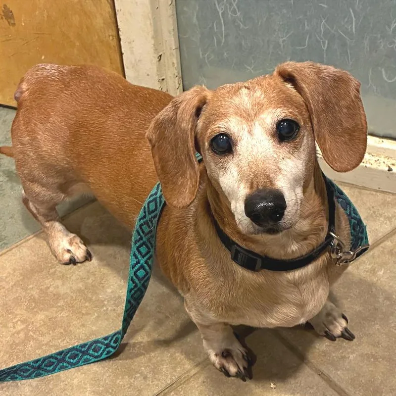 A senior small-sized male Yellow / Tan / Blond / Fawn Mixed Breed dog named Max for adoption in Chattanooga, TN