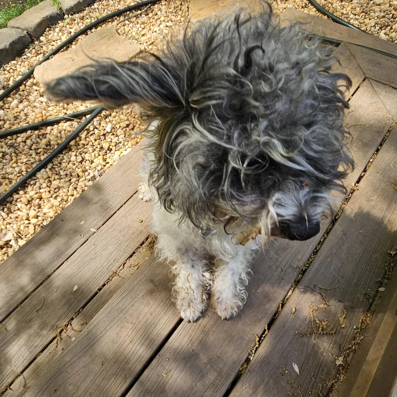 Belvedere thumbnail 2