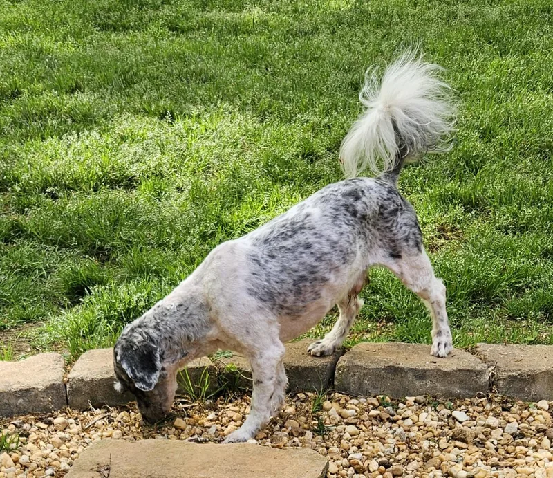 Belvedere thumbnail 3