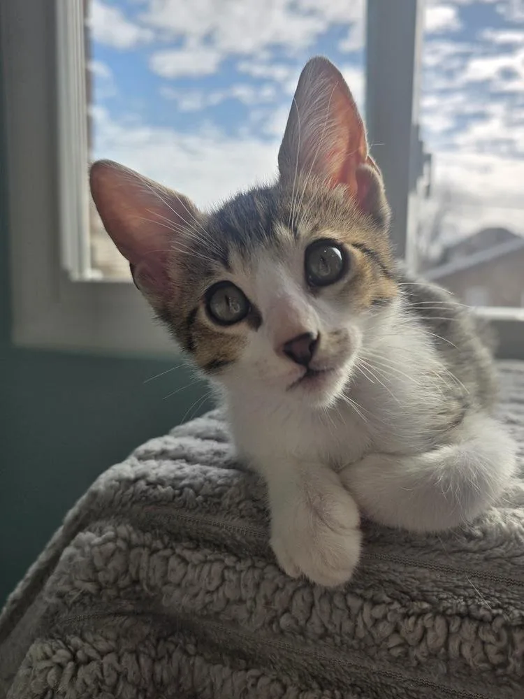 A baby small-sized male Domestic Short Hair cat named Dingo for adoption in Chicago, IL