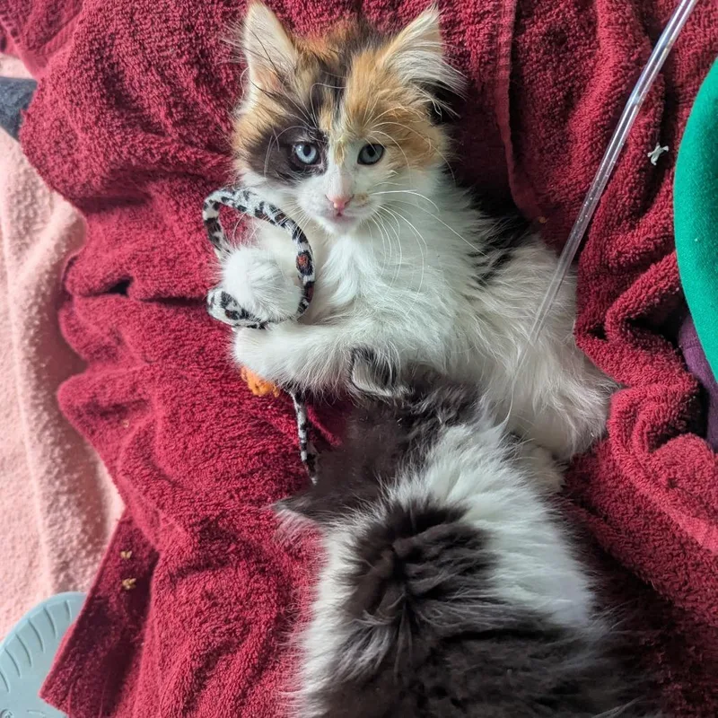 A baby small-sized female Calico Domestic Long Hair cat named Ctrl for adoption in St. Paul, MN