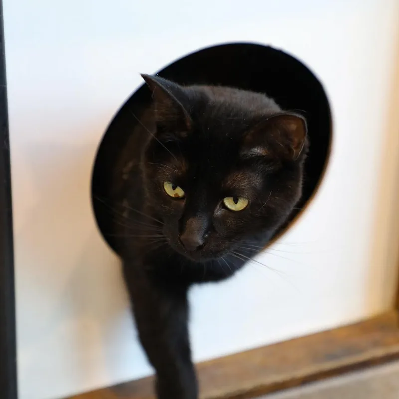 An adult medium-sized female Black Domestic Short Hair cat named Raven for adoption in Tampa, FL