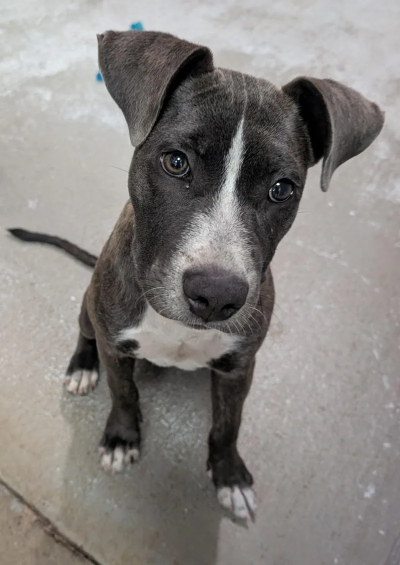 A young small-sized female Pit Bull Terrier dog named Darby for adoption in New Ulm, MN
