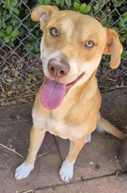 A young medium-sized female Terrier dog named Sunshine for adoption in Shreveport, LA