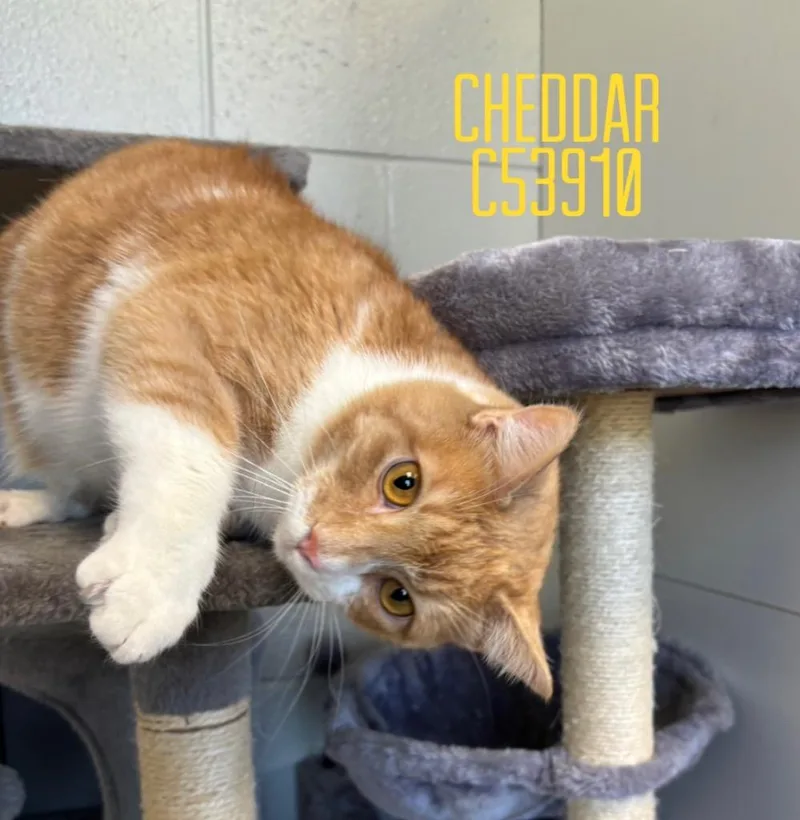 An adult large-sized male Domestic Short Hair cat named Cheddar for adoption in Clarksville, TN