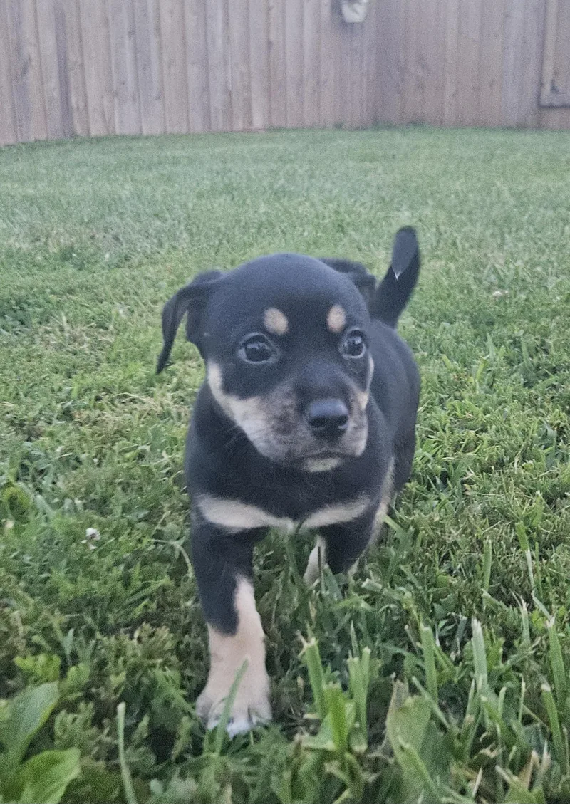 Willow