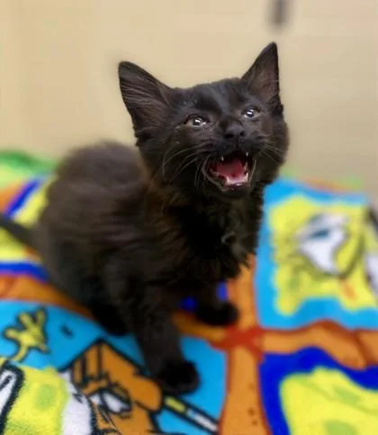 Pavarotti