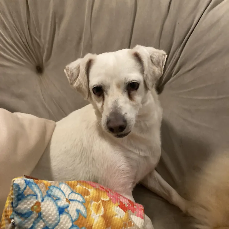 An adult small-sized male White / Cream Terrier dog named Benson for adoption in Pittsburg, CA
