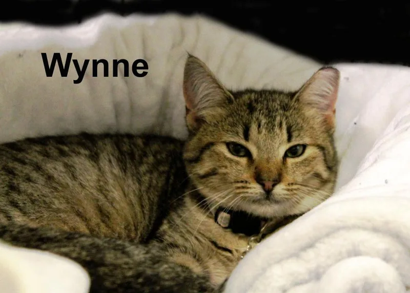 A baby medium-sized female Tabby (Brown / Chocolate) Domestic Short Hair cat named Wynne Shes. for adoption in Stowe, PA