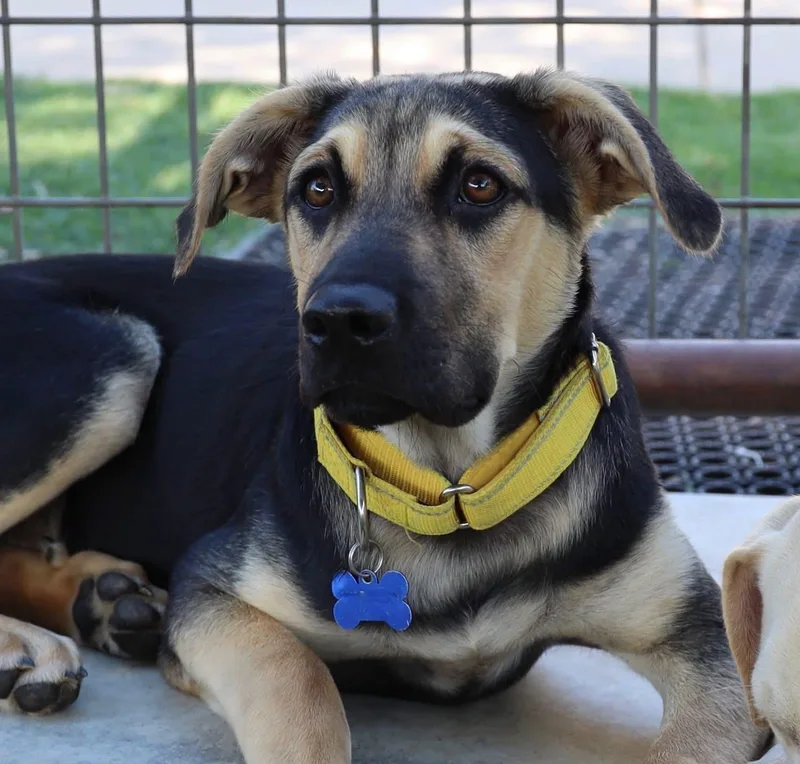 A young medium-sized male Shepherd dog named Evan for adoption in Southlake, TX
