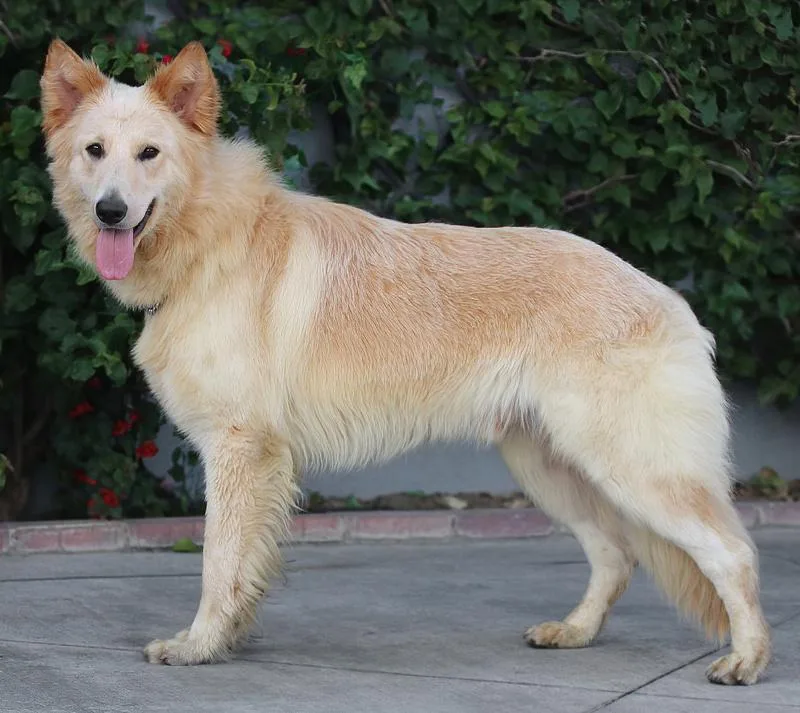 A young large-sized male White / Cream German Shepherd Dog dog named Sailor Von Sontra for adoption in Los Angeles, CA