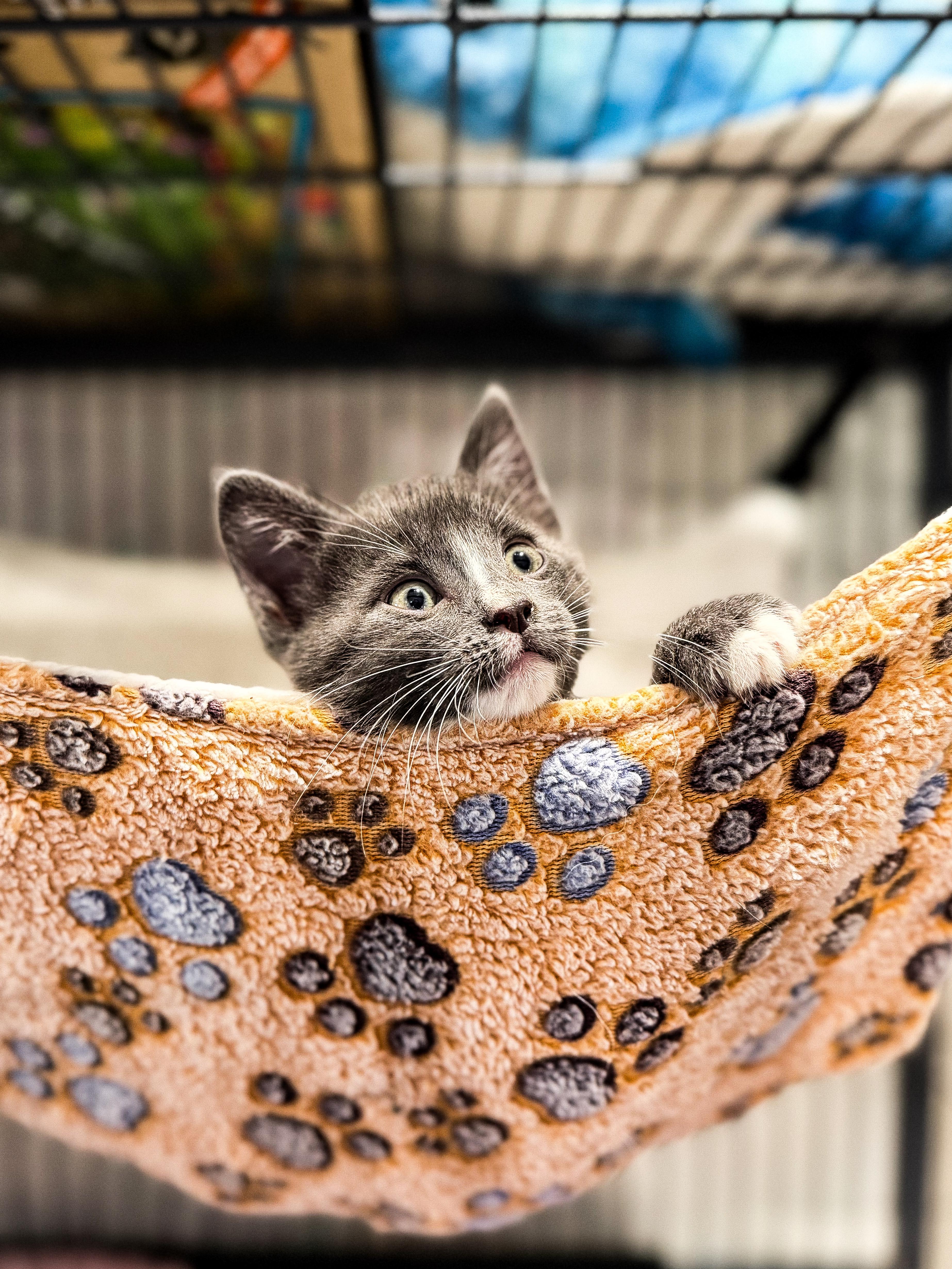 A baby medium-sized male Gray & White Domestic Short Hair cat named Frank for adoption in Sartell, MN