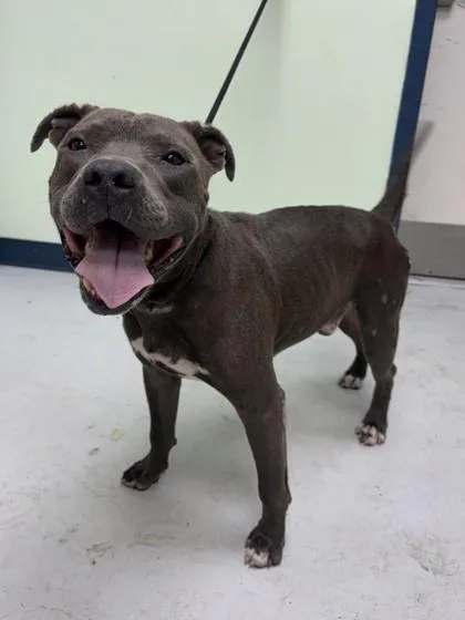 An adult large-sized male Mixed Breed dog named Sully for adoption in Savannah, GA