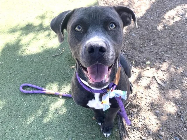 A young large-sized male Pit Bull Terrier dog named Goose for adoption in Phoenix, AZ