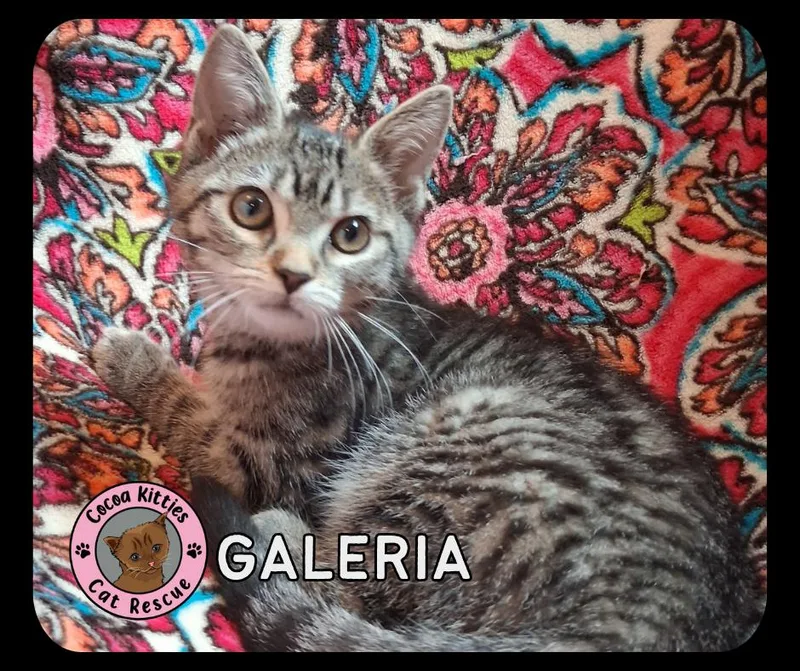 A baby small-sized female Domestic Short Hair cat named Galeria for adoption in Hershey, PA