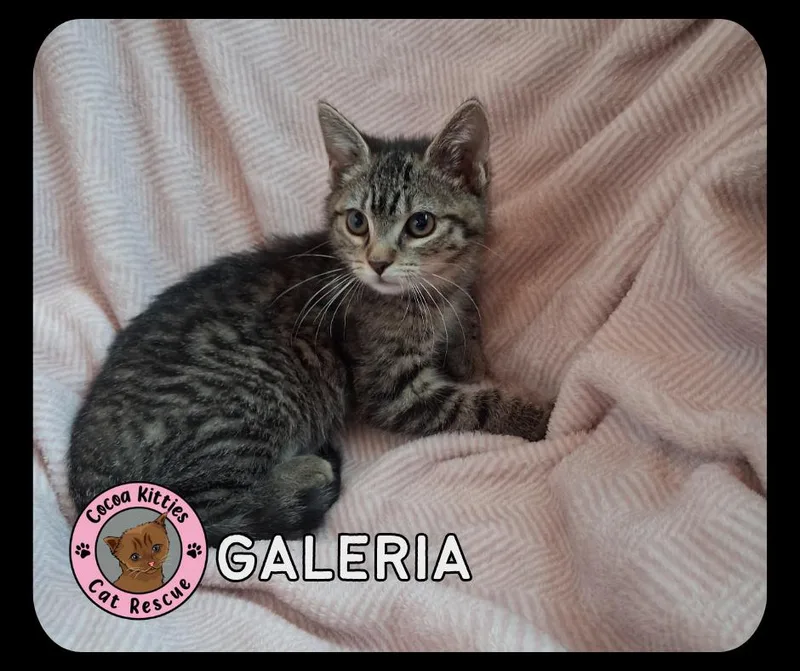 Galeria thumbnail 4