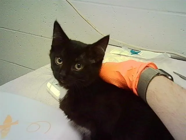 A baby small-sized female Domestic Short Hair cat named Sunny for adoption in Indianapolis, IN