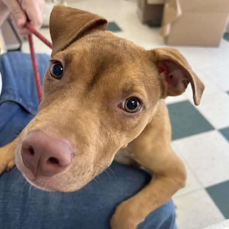 A baby small-sized female Brown / Chocolate Pit Bull Terrier dog named Georgia for adoption in Birmingham, AL