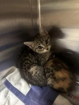 Kira