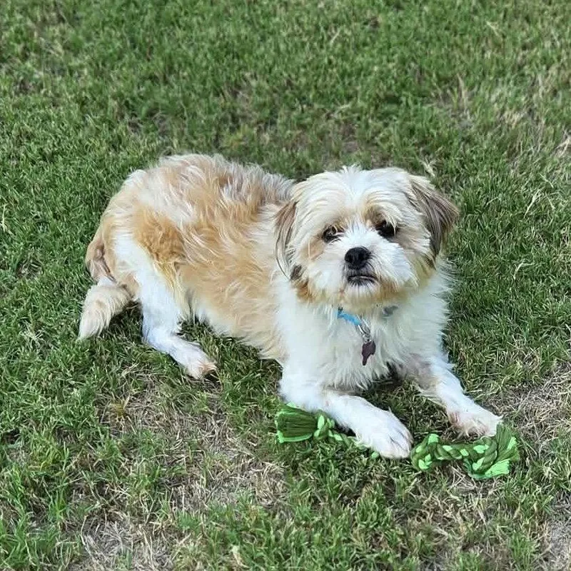 Benji Bee