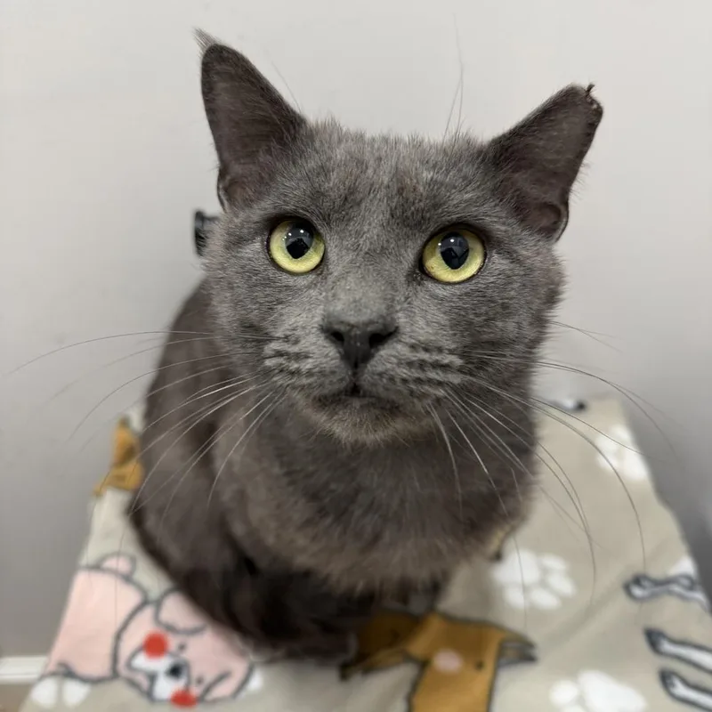 A young medium-sized male Gray / Blue / Silver Domestic Short Hair cat named Dorian for adoption in Telford, PA