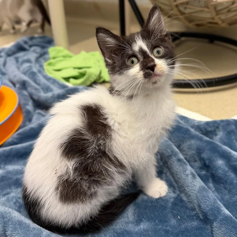 Kit Kat