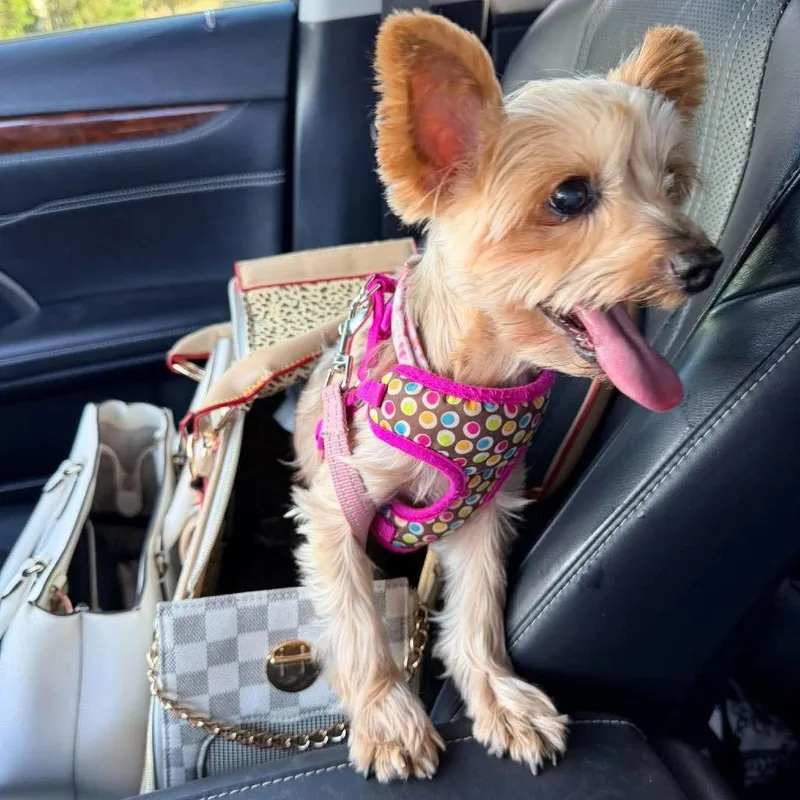 A senior small-sized female Yorkshire Terrier dog named Jewel for adoption in Apple Valley, CA