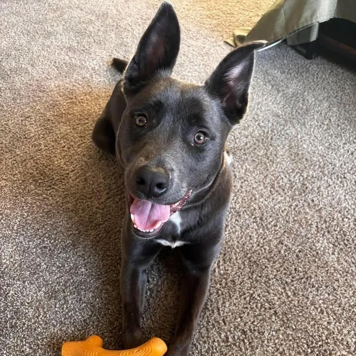 A young medium-sized female Gray / Blue / Silver American Staffordshire Terrier dog named Nala for adoption in Rexburg, ID