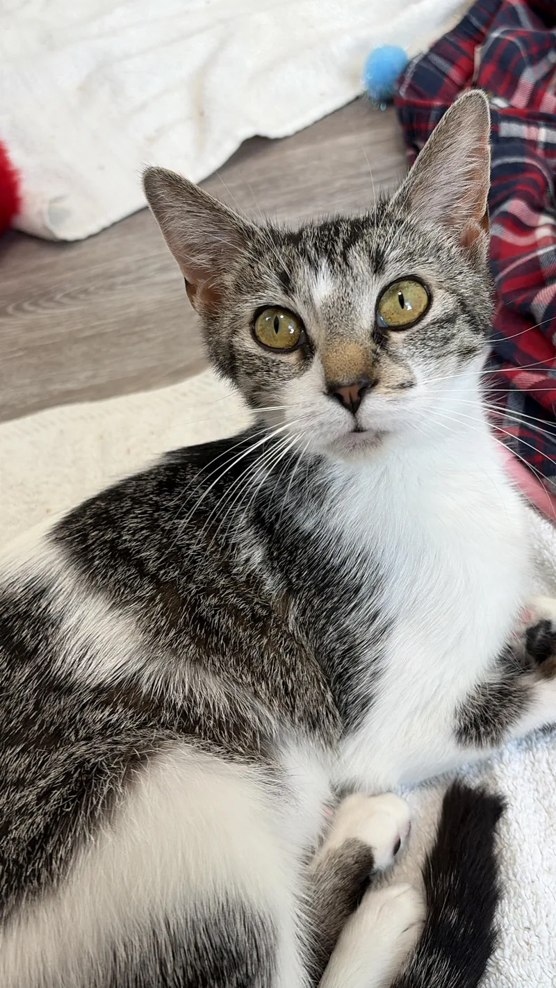 A young medium-sized female Tabby (Gray / Blue / Silver) Domestic Short Hair cat named Dove for adoption in Royal Oak, MI