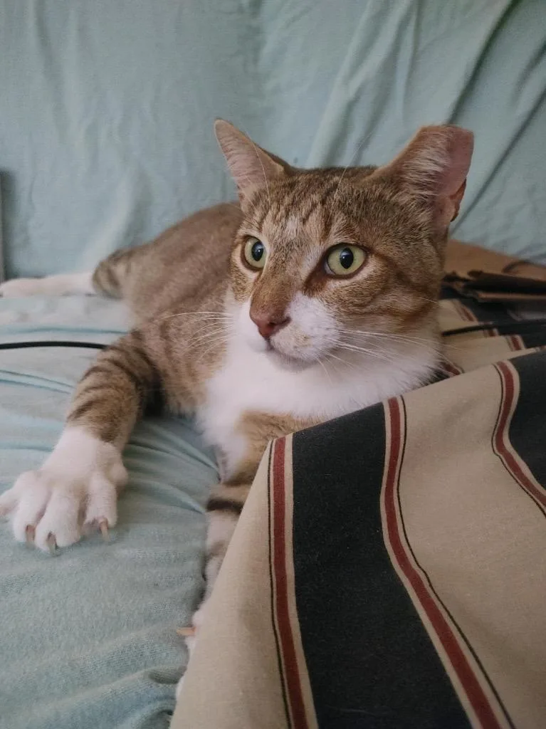 An adult medium-sized male Domestic Short Hair cat named Martin for adoption in Lewisville, TX