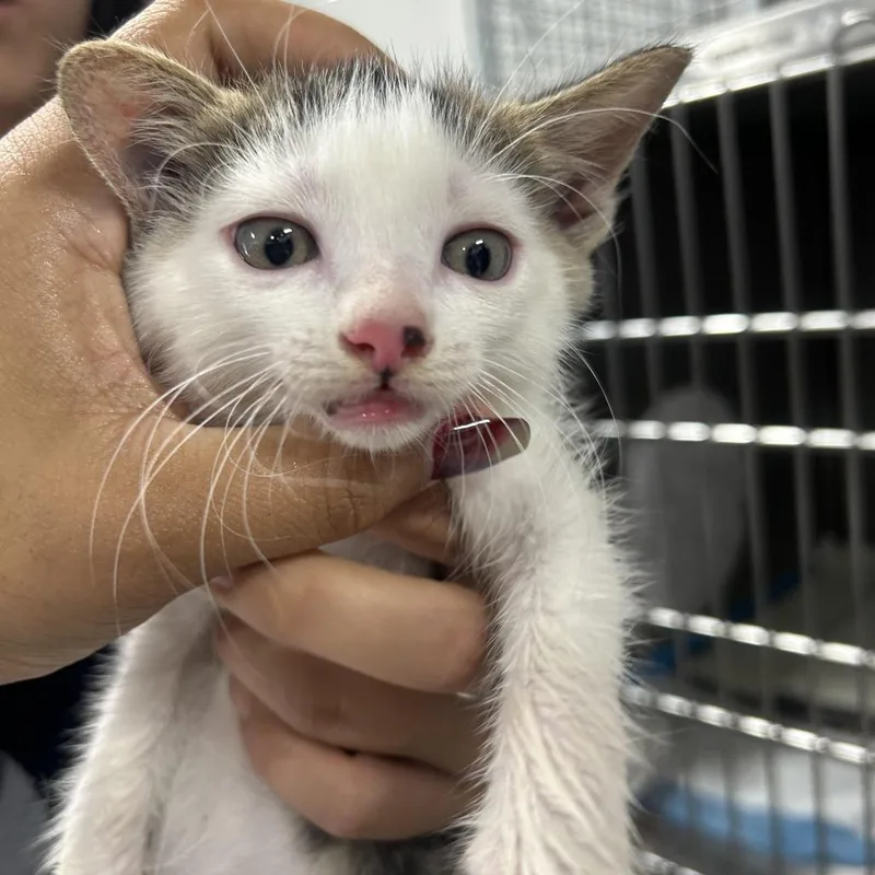 A baby small-sized female White Domestic Short Hair cat named Katara for adoption in Newark, NJ