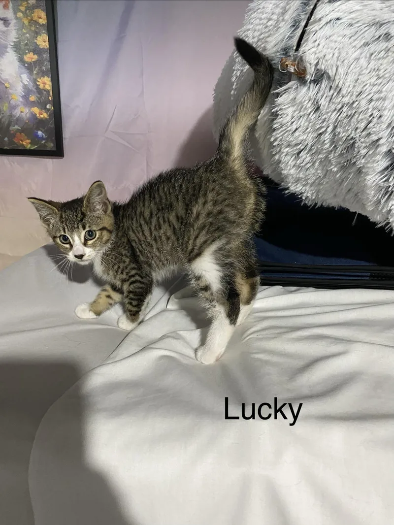 A baby medium-sized male Gray & White Domestic Short Hair cat named Lucky for adoption in Macomb, MI