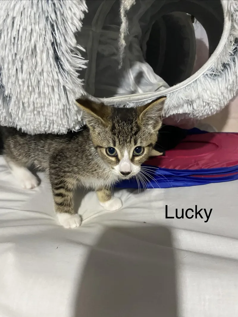 Lucky thumbnail 2