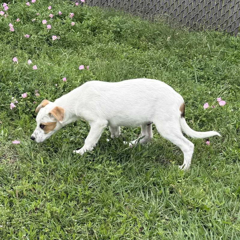 Stonewall thumbnail 2