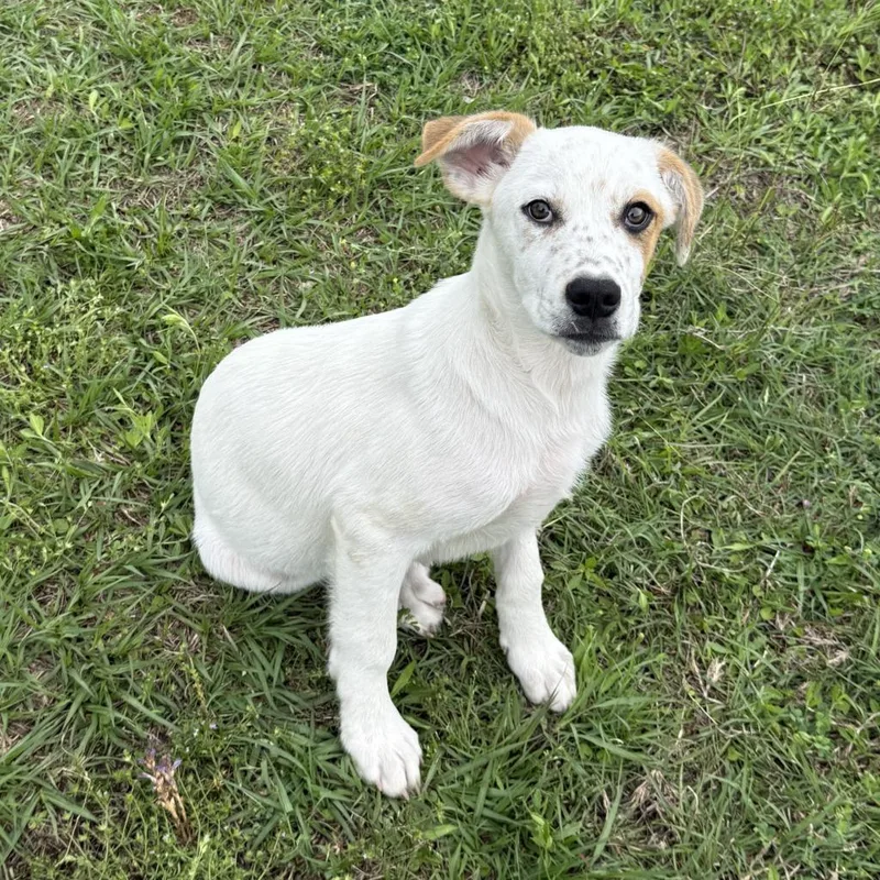 Stonewall thumbnail 5