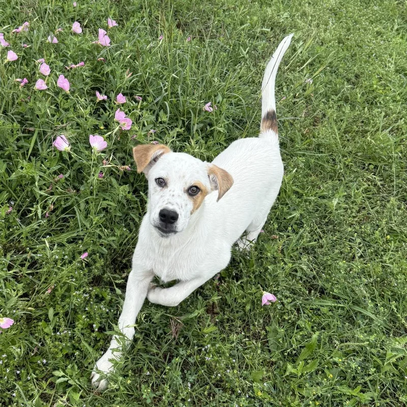 Stonewall thumbnail 6