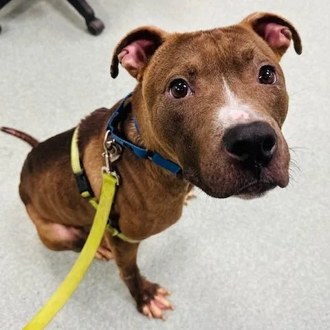An adult medium-sized male Brown / Chocolate Boxer dog named Kimchi for adoption in Hopkinton, MA