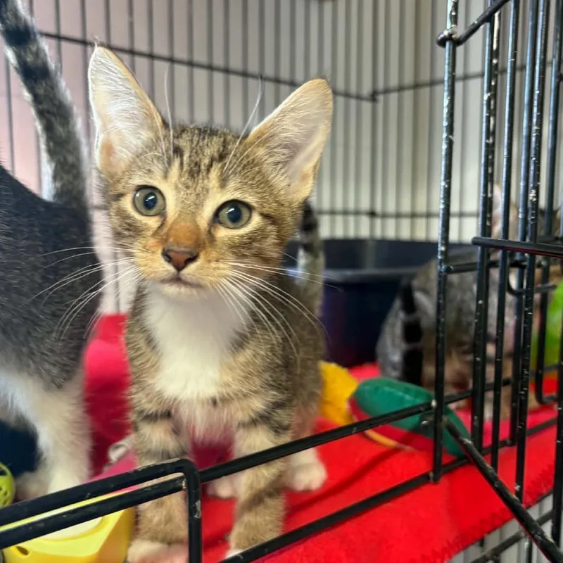 A baby small-sized female Brown / Chocolate Domestic Short Hair cat named Kim for adoption in Stephenville, TX