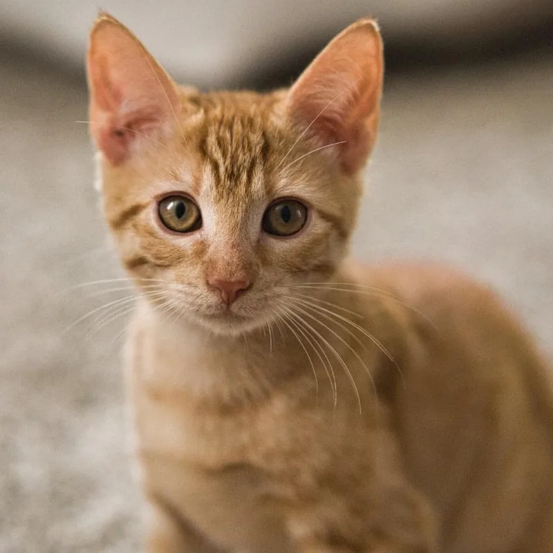 A baby small-sized female Domestic Long Hair cat named Jordie for adoption in Houston, TX
