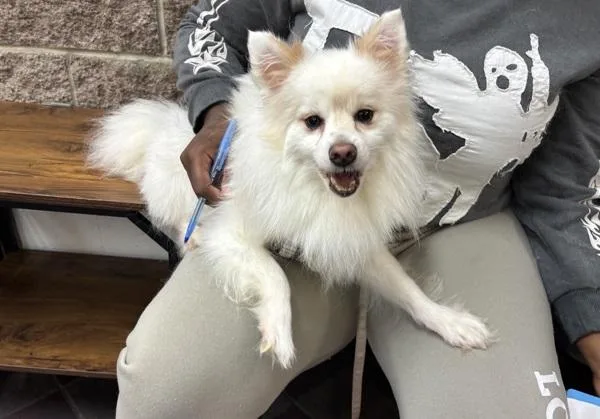 An adult small-sized male Pomeranian dog named Snow Flake for adoption in New York, NY