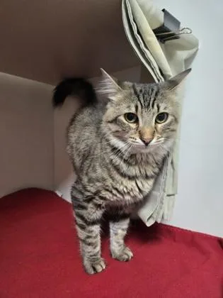 Toothless thumbnail 2
