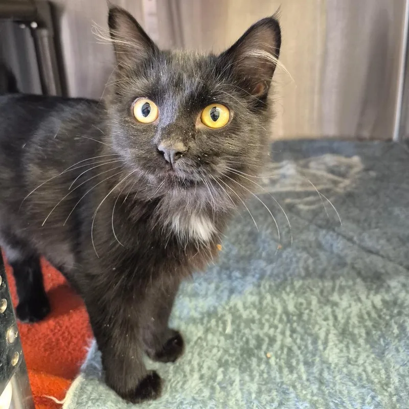 A baby small-sized female Black Domestic Medium Hair cat named Paige for adoption in Kingman, KS