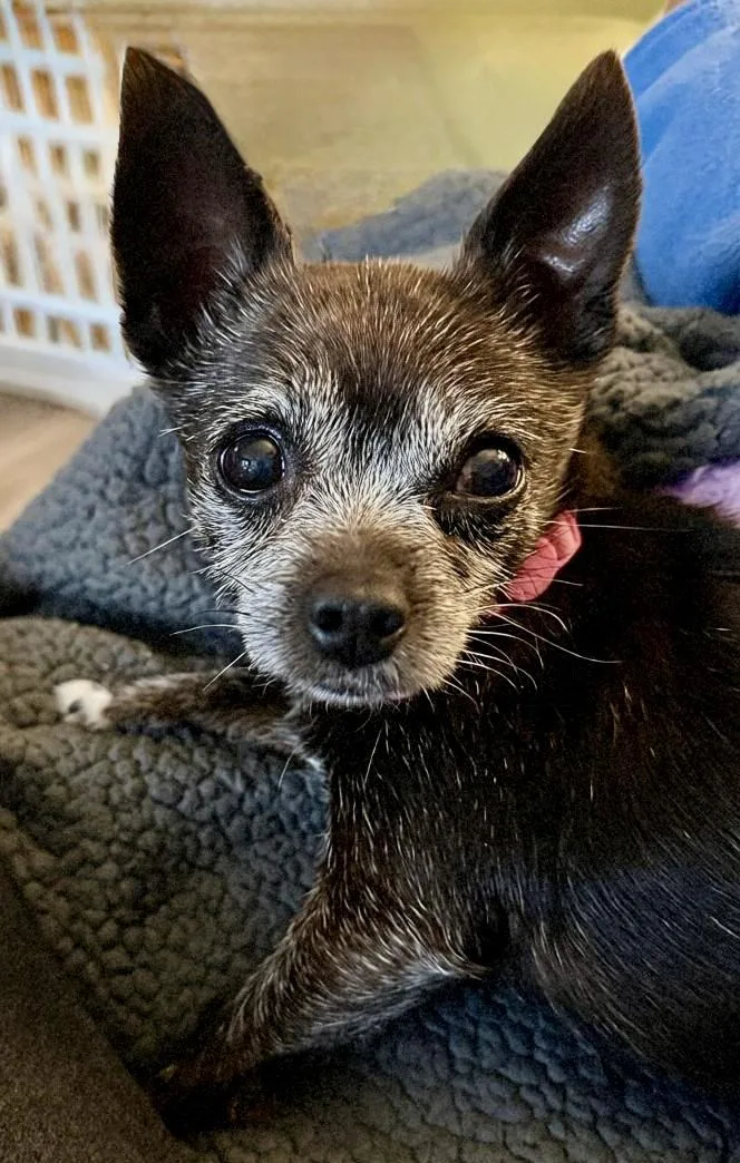 A senior small-sized female Black Chihuahua dog named Pepper for adoption in Tarzana, CA