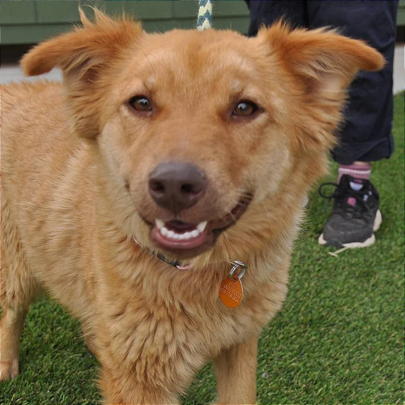 Ginger thumbnail 4