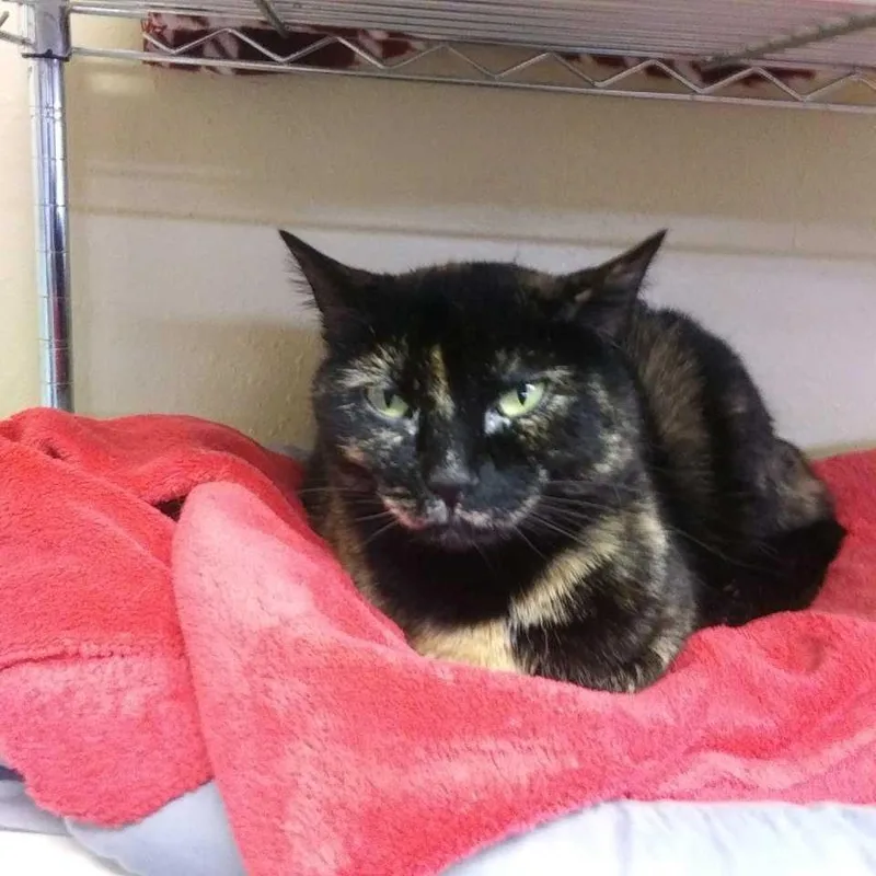 An adult small-sized female Domestic Short Hair cat named Callie for adoption in Hot Springs, SD