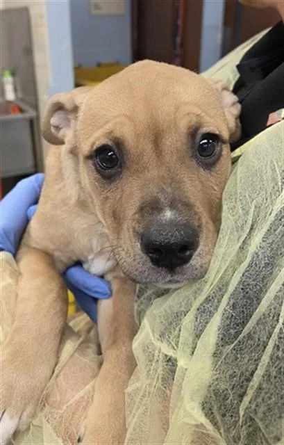 A baby large-sized female Labrador Retriever dog named Jasmine for adoption in Phoenix, AZ