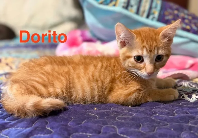Dorito