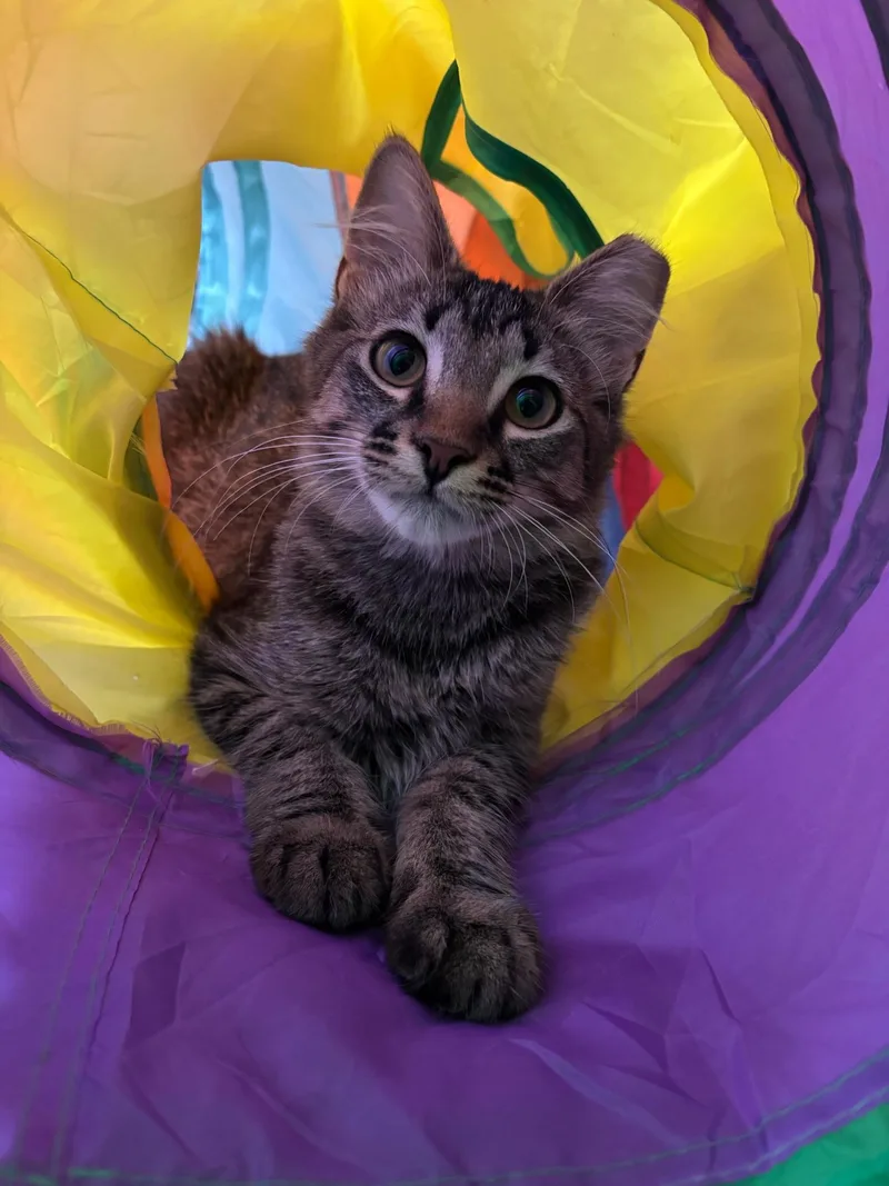 A baby medium-sized female Domestic Medium Hair cat named Alicent for adoption in Chicago, IL