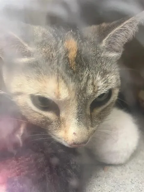 An adult small-sized female Domestic Short Hair cat named Tilly for adoption in Riverside, CA