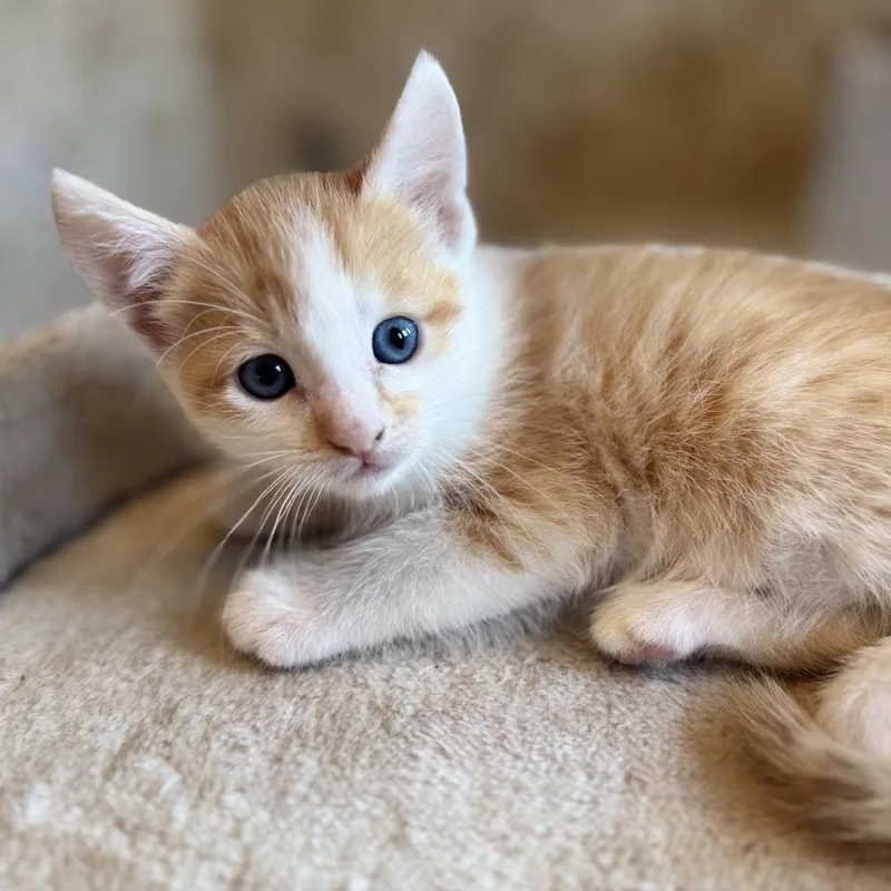 A baby small-sized male Orange / Red Domestic Short Hair cat named Caesarion aka Caesar for adoption in Los Angeles, CA